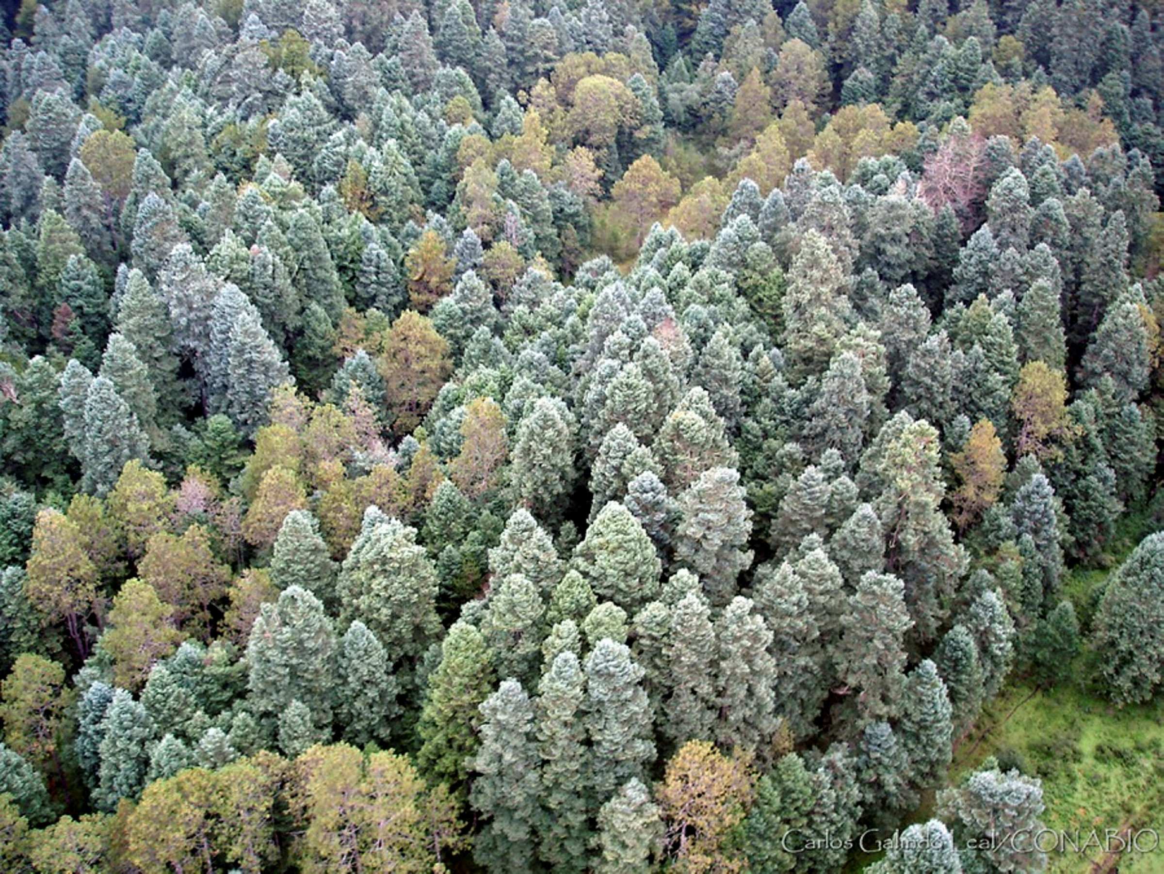 Bosque templado
                                    (Michoacán). Fotografía de Carlos Galindo Leal, 2010. Banco de imágenes de la Conabio.<br><br><a href='https://memoricamexico.gob.mx/swb/memorica/Cedula?oId=dcOLp5YBsCEMZ7JP-qU3' target='_blank' class='btm-ObjetoDigital'>Recurso digital</a>
                                    