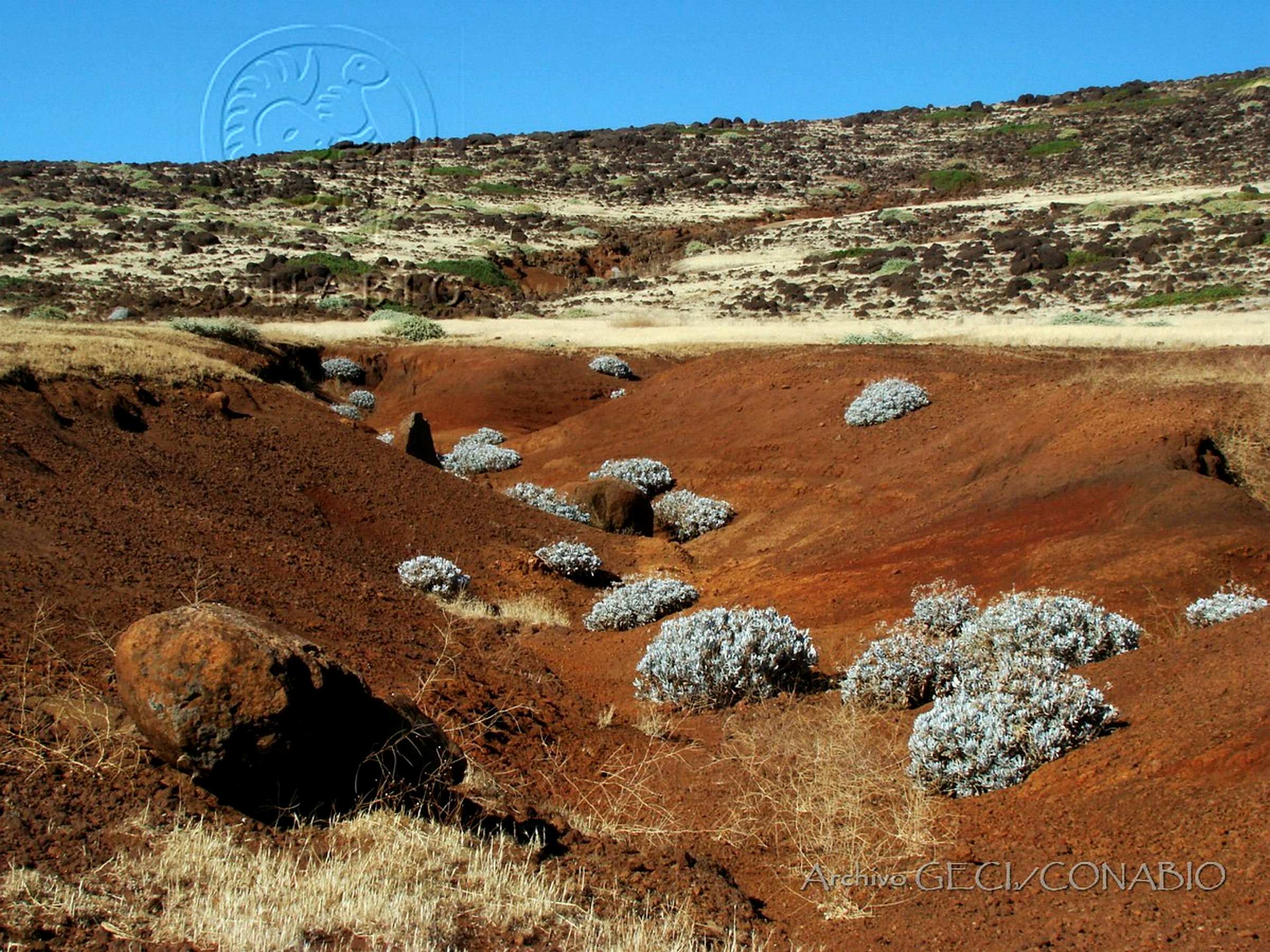 Isla Guadalupe. Archivo GECI, 2014. Banco de imágenes de la Conabio. 
                                <br><br><a href='https://memoricamexico.gob.mx/swb/memorica/Cedula?oId=d8OLp5YBsCEMZ7JP-qVM' target='_blank' class='btm-ObjetoDigital'>Recurso digital</a>