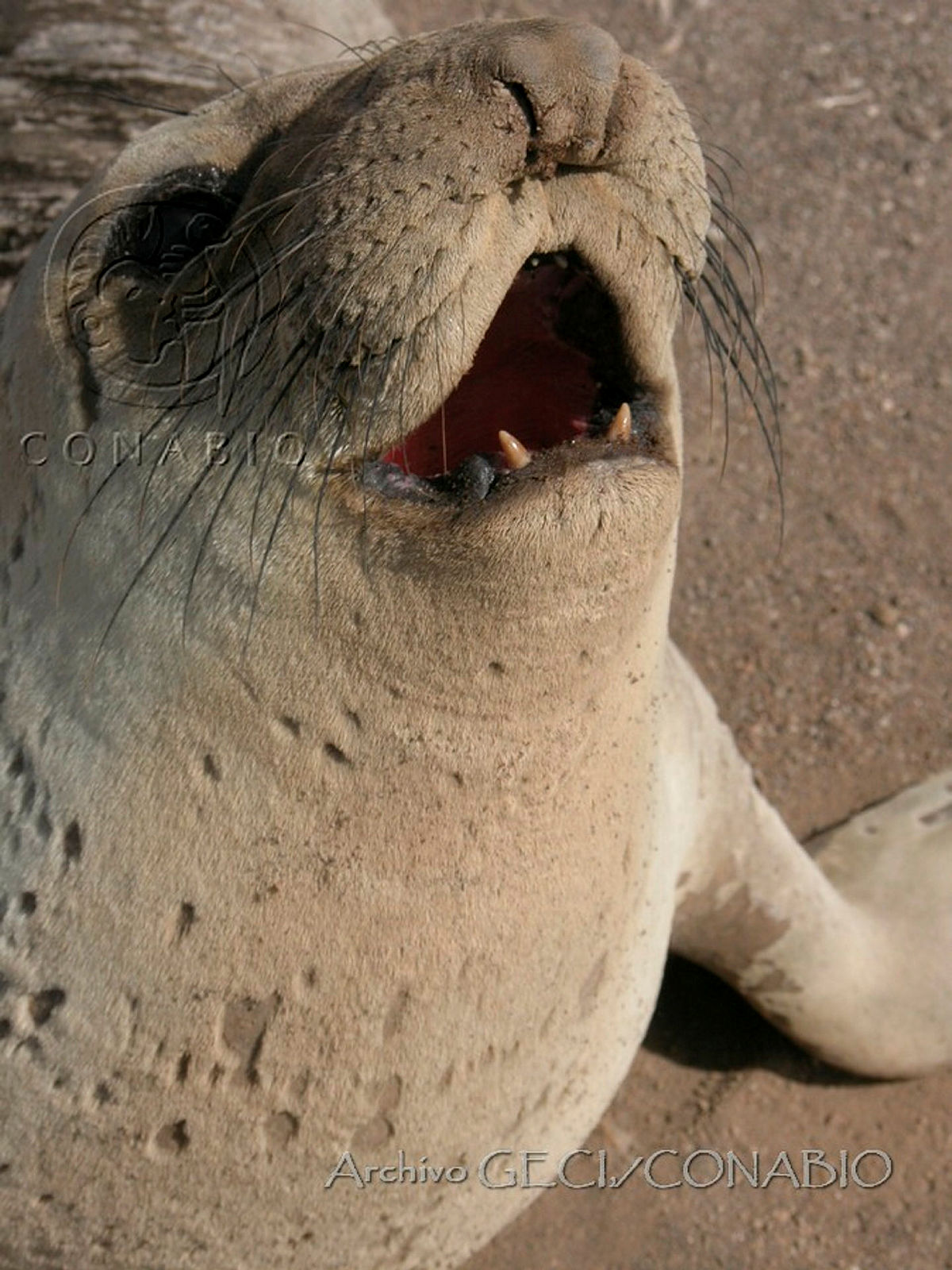 Elefante marino del Norte en Isla Guadalupe. Archivo GECI. Banco de imágenes de la Conabio.<br><br><a href='https://memoricamexico.gob.mx/swb/memorica/Cedula?oId=eMOLp5YBsCEMZ7JP-qVX' target='_blank' class='btm-ObjetoDigital'>Recurso digital</a>