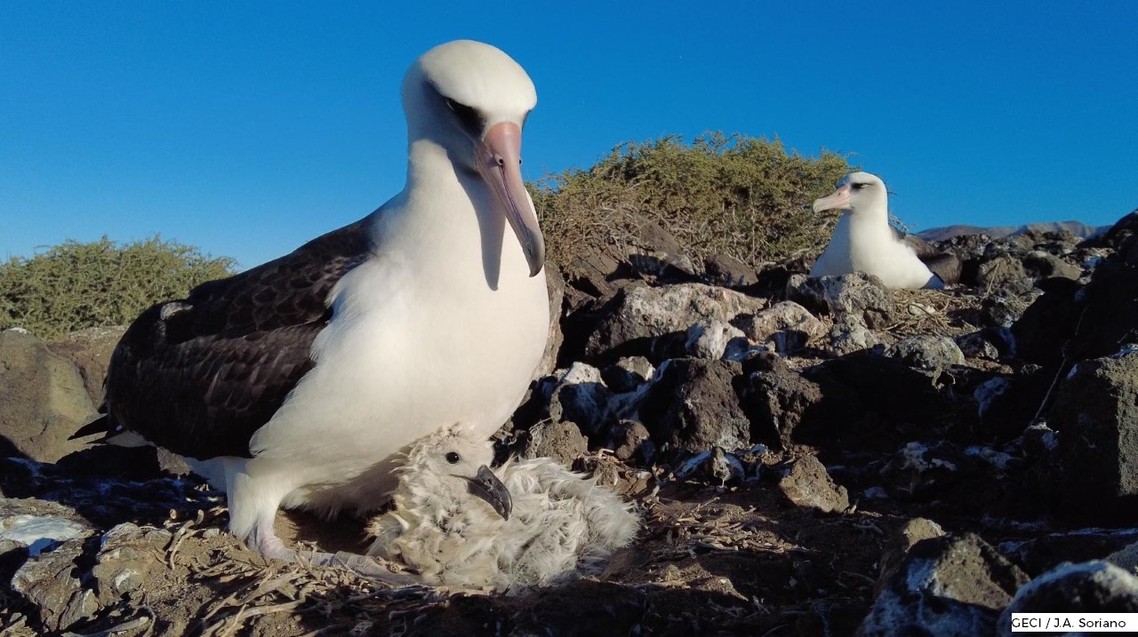 Polluelo de albatros de patas negras siendo adoptado por la especie Albatros de Laysan. GECI - J. A. Soriano, (islas.org.mx). Banco de imágenes de la Conabio. 
                                <br><br><a href='https://memoricamexico.gob.mx/swb/memorica/Cedula?oId=ecOLp5YBsCEMZ7JP-qVl' target='_blank' class='btm-ObjetoDigital'>Recurso digital</a>