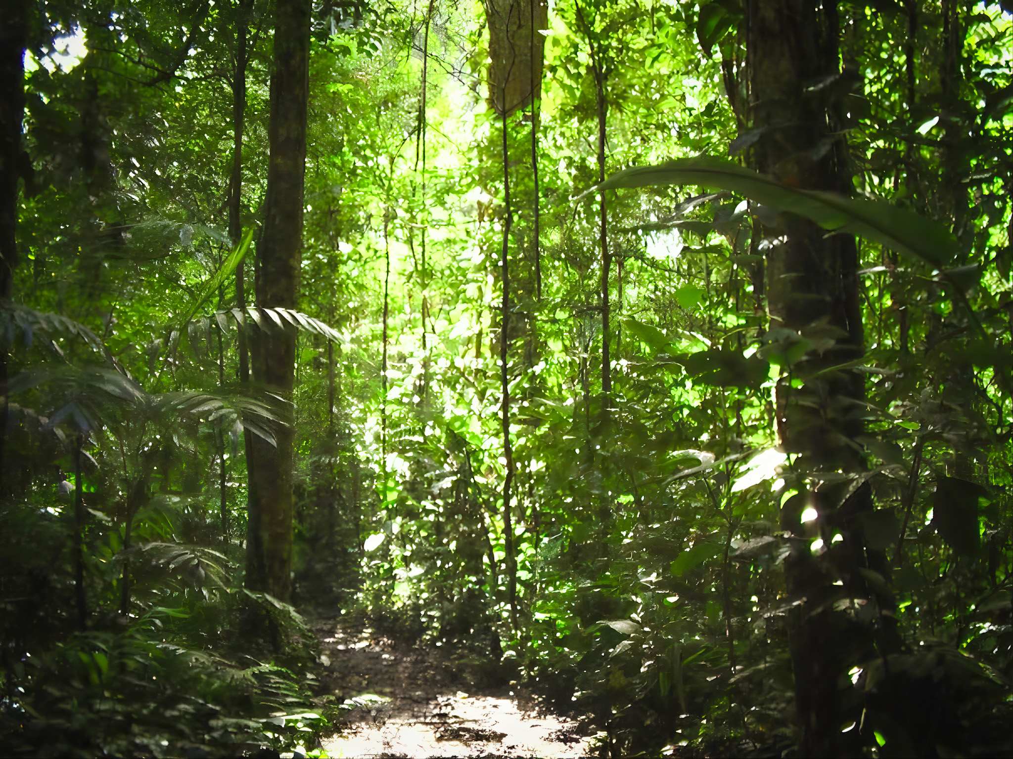 Selva chiapaneca. Fotografía de Jorge Russ, 2008. <br><a href='https://memoricamexico.gob.mx/swb/memorica/Cedula?oId=XMOLp5YBsCEMZ7JP-aUE' target='_blank' class='btm-ObjetoDigital'>Recurso digital</a>