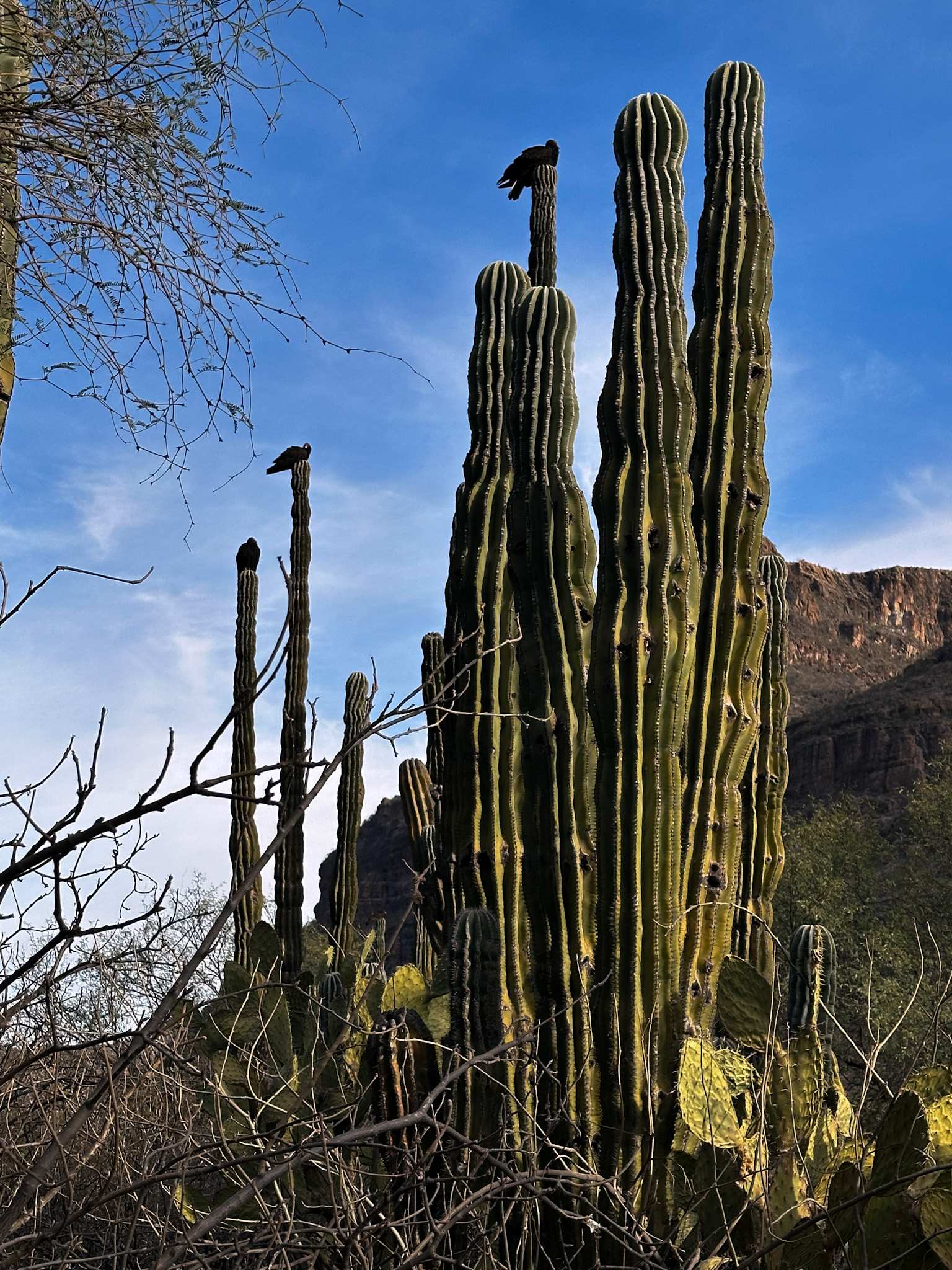 Cactáceas y matorrales en semidesierto. Fotografía de Jorge Russ, 2025.<br><a href='https://memoricamexico.gob.mx/swb/memorica/Cedula?oId=XsOLp5YBsCEMZ7JP-aUg' target='_blank' class='btm-ObjetoDigital'>Recurso digital</a>