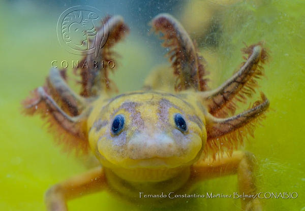 Ajolote de Alchichica. Fotografía de Fernando Constantino Martínez Belmar, 2019. Banco de imágenes de la Conabio.<br><br><a href='https://memoricamexico.gob.mx/swb/memorica/Cedula?oId=X8OLp5YBsCEMZ7JP-aUt' target='_blank' class='btm-ObjetoDigital'>Recurso digital</a>
                                
