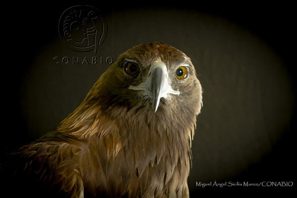 Águila real. Fotografía de Miguel Ángel Sicilia Manzo, 2016. Banco de imágenes de la Conabio. <br><br><a href='https://memoricamexico.gob.mx/swb/memorica/Cedula?oId=nrKNa40BUIPjrxAXdLhA' target='_blank' class='btm-ObjetoDigital'>Recurso digital</a>