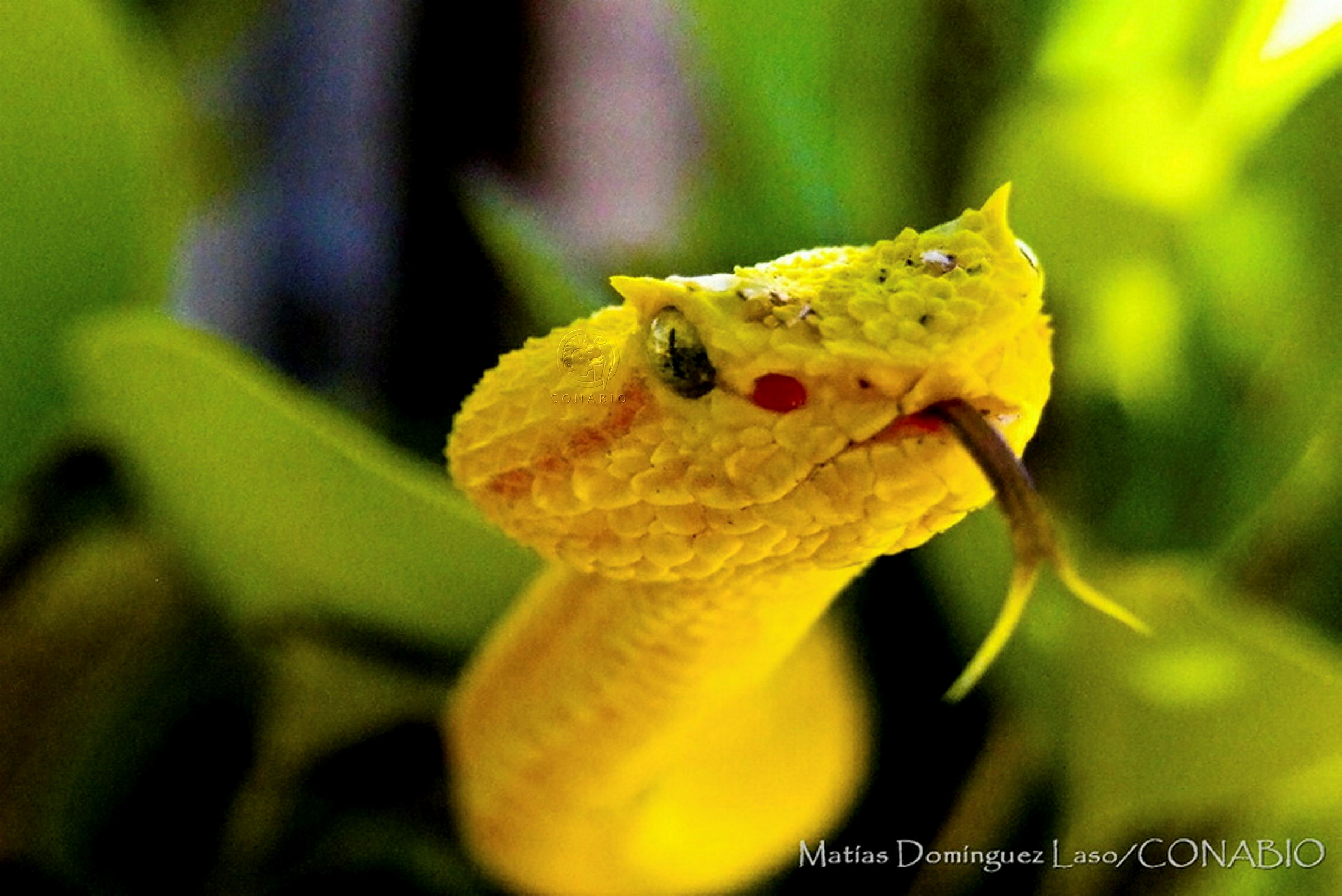 Serpiente (nauyaca de árbol pestañuda). Fotografía de Matías Domínguez Laso, 2011. Banco de imágenes de la Conabio.
                                            <br><br><a href='https://memoricamexico.gob.mx/swb/memorica/Cedula?oId=YMOLp5YBsCEMZ7JP-aU6' target='_blank' class='btm-ObjetoDigital'>Recurso digital</a>