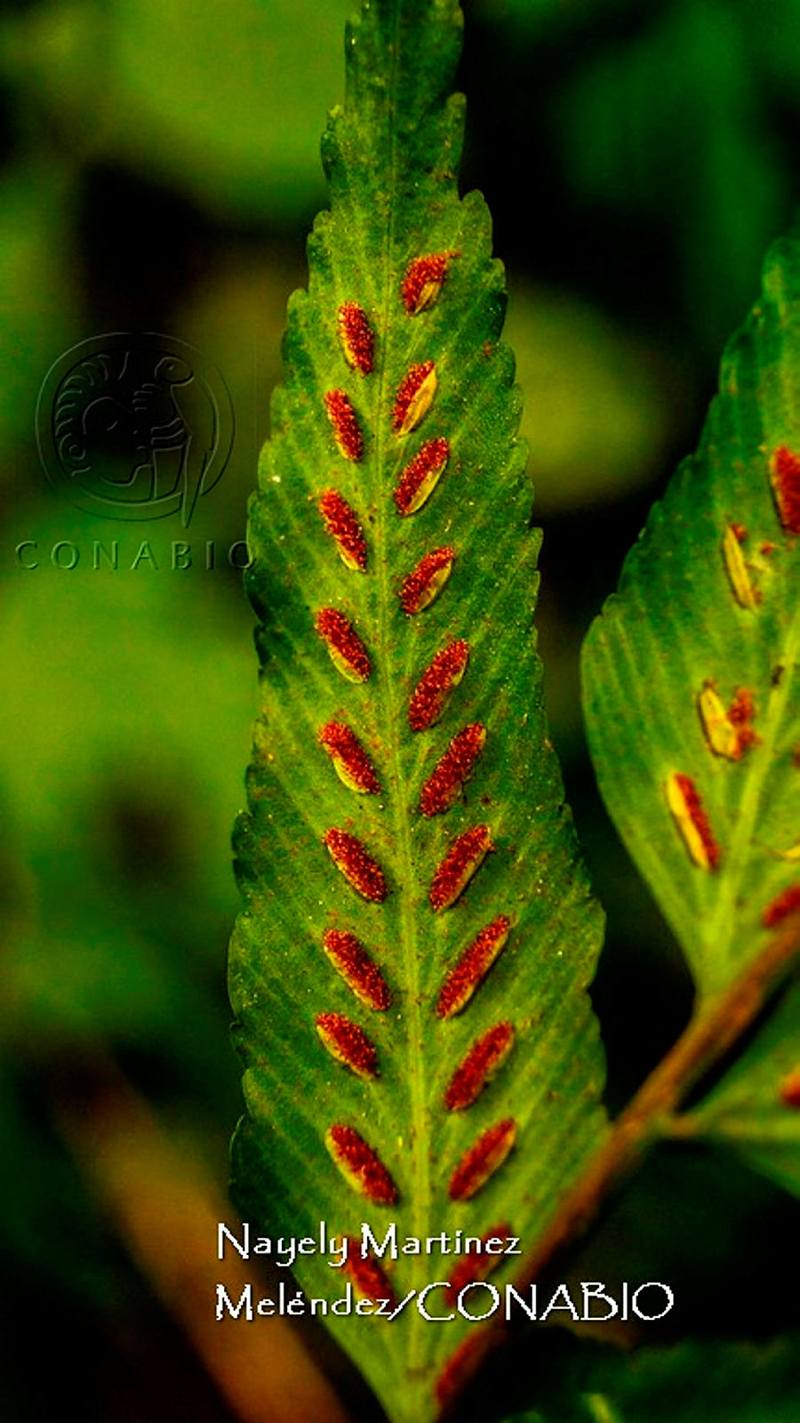Plantas vasculares (tipos de helechos: <i>Asplenium abscissum</i>). Fotografía de Nayeli Martínez Meléndez, 2023. Banco de imágenes de la Conabio.
                                <br><br><a href='https://memoricamexico.gob.mx/swb/memorica/Cedula?oId=YcOLp5YBsCEMZ7JP-aVH' target='_blank' class='btm-ObjetoDigital'>Recurso digital</a>
