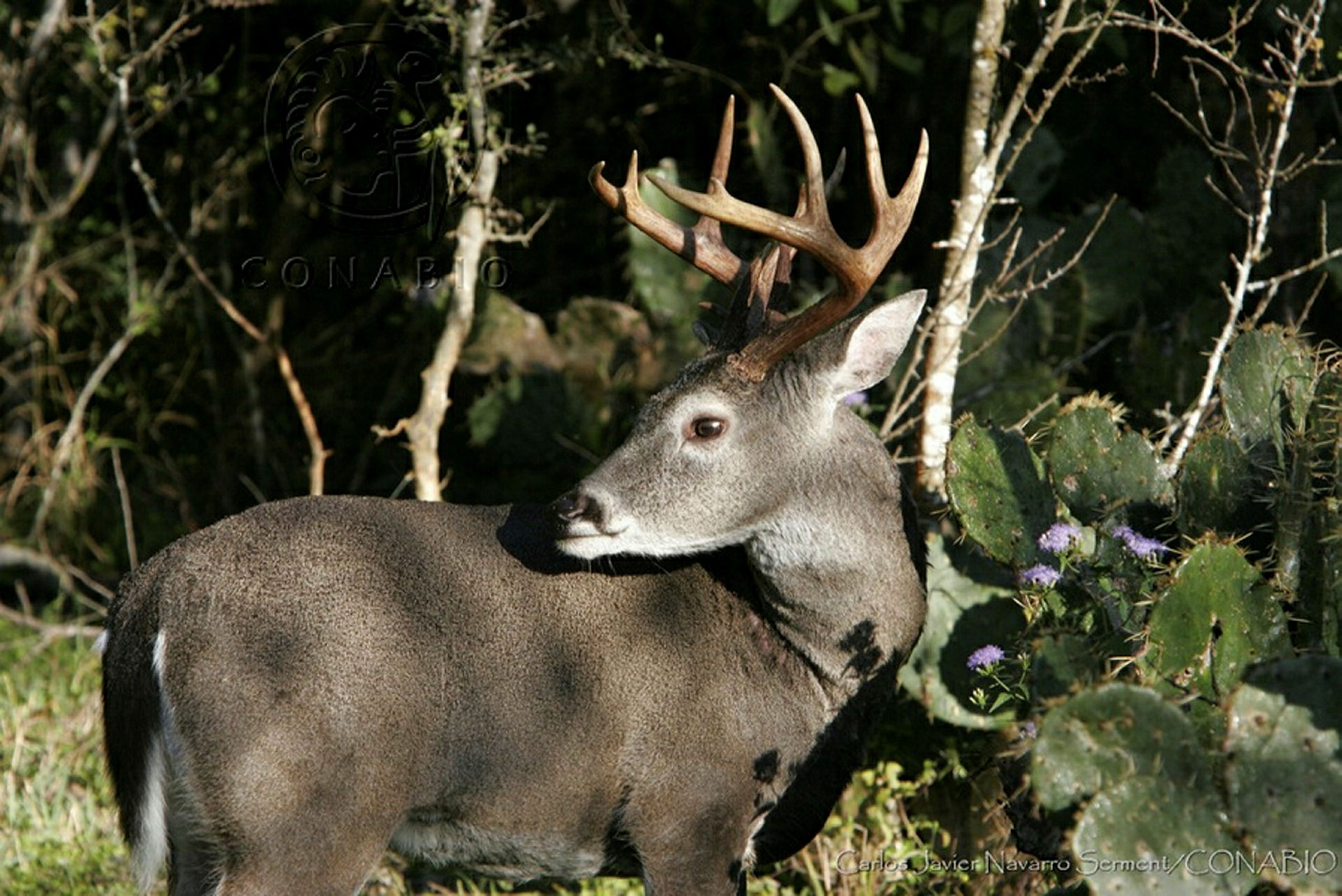Mamíferos (venado cola blanca). Fotografía de Carlos Javier Navarro Serment, 2010.Banco de imágenes de la Conabio.
                                <br><br><a href='https://memoricamexico.gob.mx/swb/memorica/Cedula?oId=YsOLp5YBsCEMZ7JP-aVT' target='_blank' class='btm-ObjetoDigital'>Recurso digital</a>