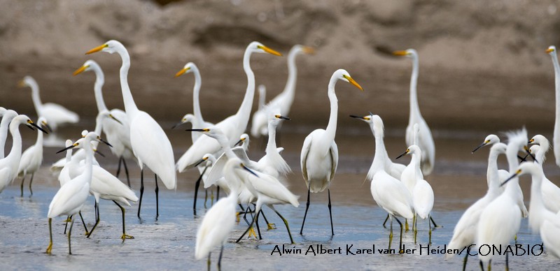 Garza dedos dorados. Fotografía de Alwin Albert Karel van Heiden, 2017. Banco de imágenes de la Conabio.<br><br><a href='https://memoricamexico.gob.mx/swb/memorica/Cedula?oId=6-0DsYgBlLoYgumYRoN7' target='_blank' class='btm-ObjetoDigital'>Recurso digital</a>