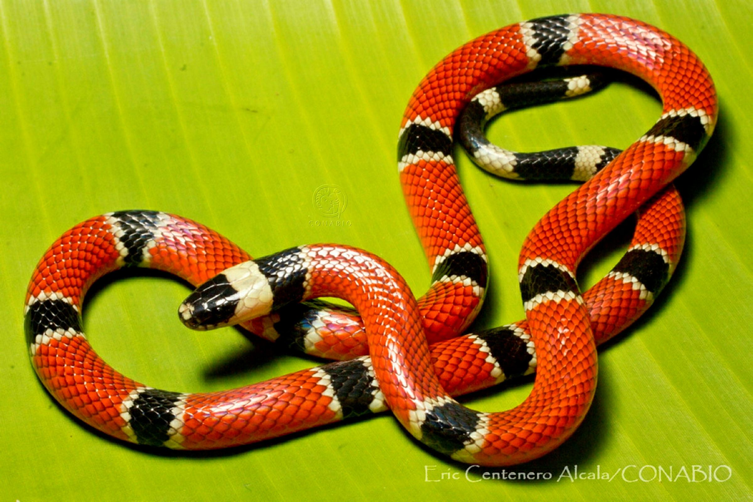 Reptiles (coralillo). Fotografía de Eric Centenero Alcalá, 2014. Banco de imágenes de la Conabio.<br><br><a href='https://memoricamexico.gob.mx/swb/memorica/Cedula?oId=Y8OLp5YBsCEMZ7JP-aVh' target='_blank' class='btm-ObjetoDigital'>Recurso digital</a>