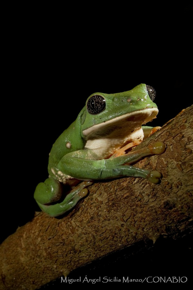 Anfibios (ranita verduzca). Fotografía de Miguel Ángel Sicilia Manzo. Banco de imágenes de la Conabio.<br><br><a href='https://memoricamexico.gob.mx/swb/memorica/Cedula?oId=kaxN3oEB7uhdVP0wQrz5' target='_blank' class='btm-ObjetoDigital'>Recurso digital</a>
