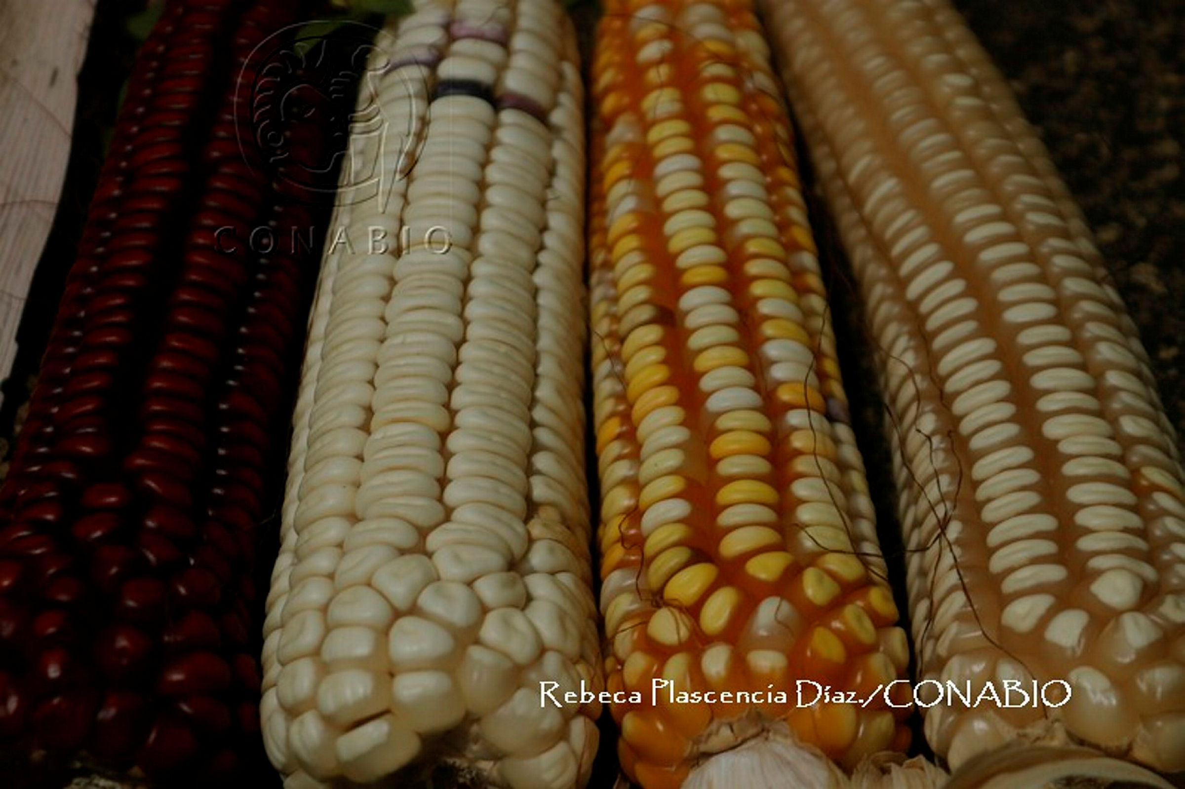 Maíz blanco, amarillo y rojo. Fotografía de Rebeca Plascencia Díaz, 2018. Banco de imágenes de la Conabio.
                                <br><br><a href='https://memoricamexico.gob.mx/swb/memorica/Cedula?oId=ZMOLp5YBsCEMZ7JP-aVt' target='_blank' class='btm-ObjetoDigital'>Recurso digital</a>