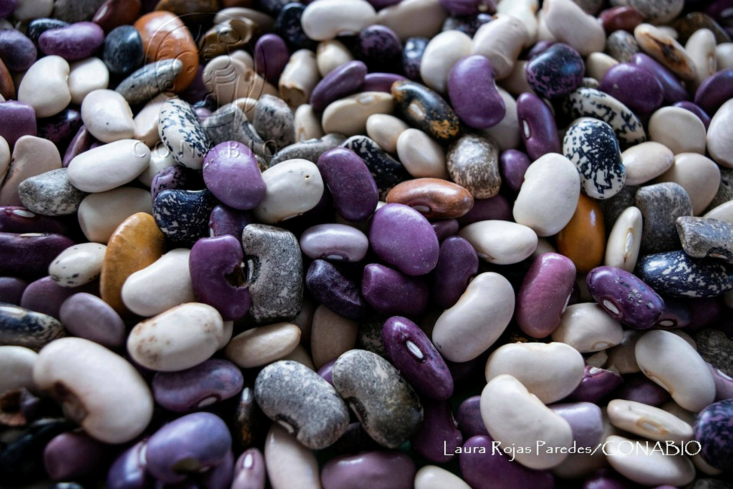 Frijol. Fotografía de Laura Rojas Paredes, 2022. Banco de imágenes de la Conabio.
                                <br><br><a href='https://memoricamexico.gob.mx/swb/memorica/Cedula?oId=ZcOLp5YBsCEMZ7JP-aV7' target='_blank' class='btm-ObjetoDigital'>Recurso digital</a>