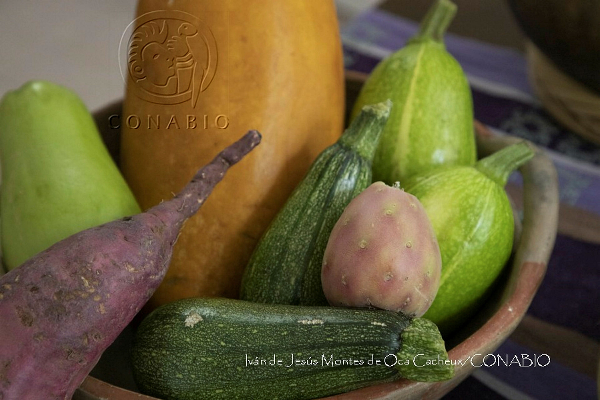 Calabazas. Fotografía de Iván de Jesús Montes de Oca Cacheux, 2020. Banco de imágenes de la Conabio.
                                <br><br><a href='https://memoricamexico.gob.mx/swb/memorica/Cedula?oId=ZsOLp5YBsCEMZ7JP-aWI' target='_blank' class='btm-ObjetoDigital'>Recurso digital</a>