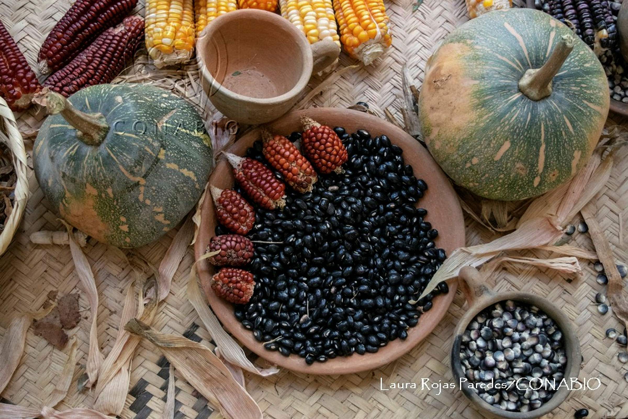La milpa. Fotografía de Laura Rojas Paredes, 2022. Banco de imágenes de la Conabio.
                                <br><br><a href='https://memoricamexico.gob.mx/swb/memorica/Cedula?oId=Z8OLp5YBsCEMZ7JP-aWU' target='_blank' class='btm-ObjetoDigital'>Recurso digital</a>