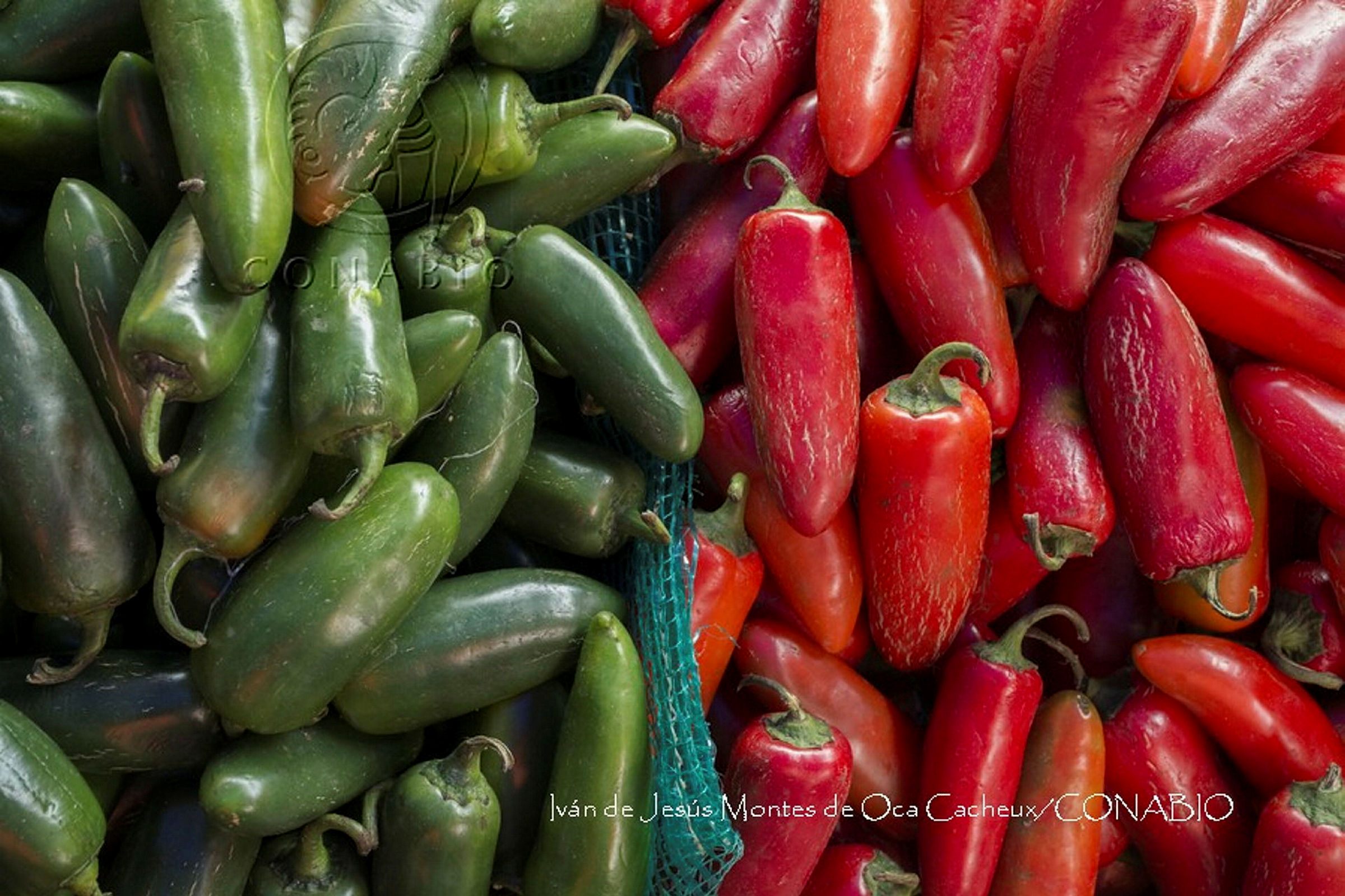 Chile verde y rojo. Fotografía de Iván de Jesús Montes de Oca Cacheux, 2016. Banco de imágenes de la Conabio.
                                <br><br><a href='https://memoricamexico.gob.mx/swb/memorica/Cedula?oId=aMOLp5YBsCEMZ7JP-aWg' target='_blank' class='btm-ObjetoDigital'>Recurso digital</a>