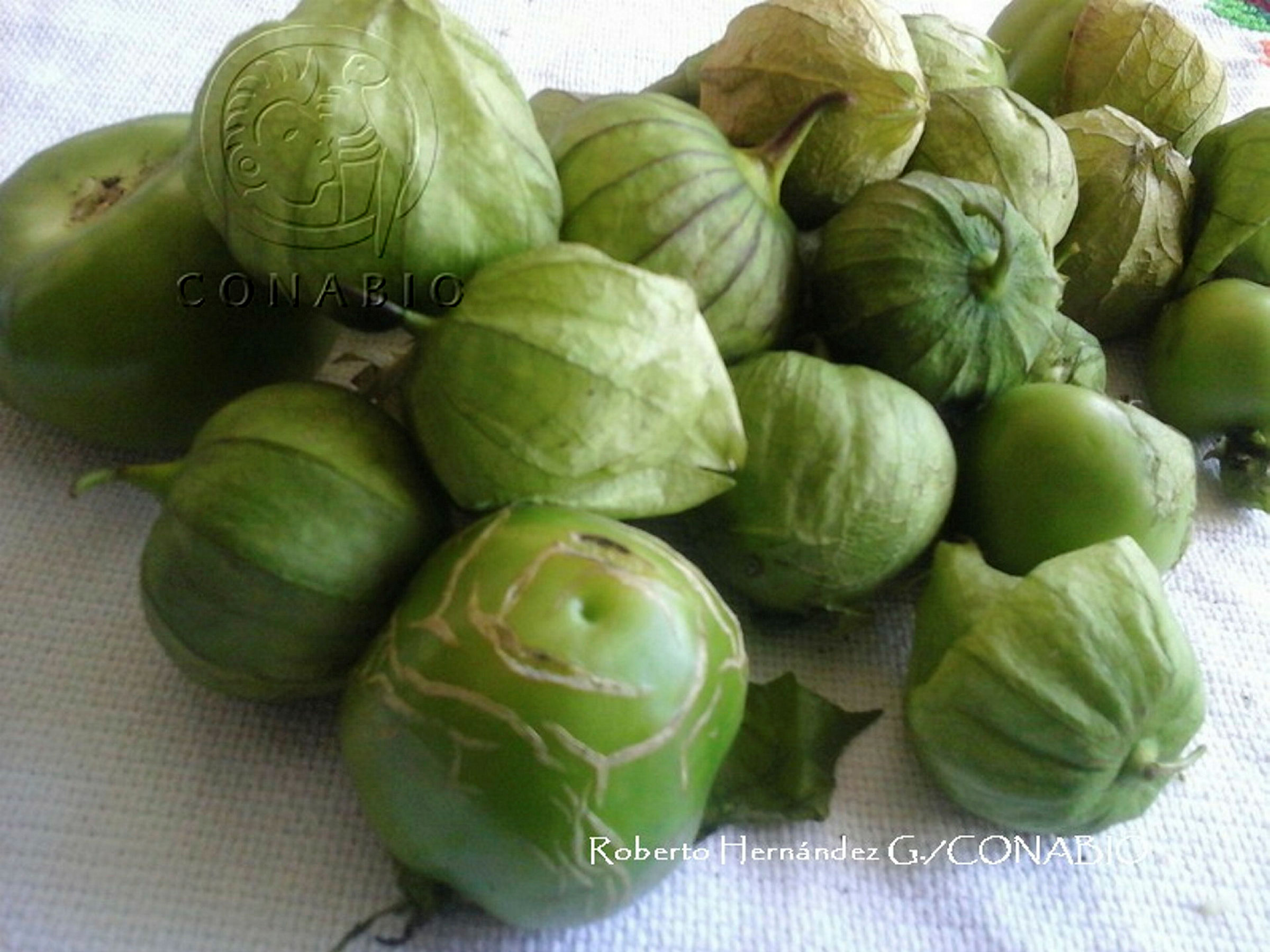 Tomate de cáscara. Fotografía de Roberto Hernández G., 2018. Banco de imágenes de la Conabio.
                                <br><br><a href='https://memoricamexico.gob.mx/swb/memorica/Cedula?oId=asOLp5YBsCEMZ7JP-aW5' target='_blank' class='btm-ObjetoDigital'>Recurso digital</a>
