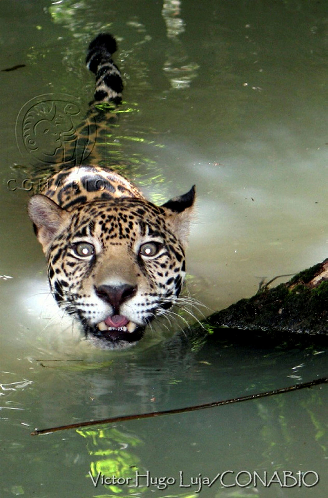 Jaguar (<i>Panthera onca</i>). Fotografía de Víctor Hugo Luja Molina, 2016. Banco de imágenes de la Conabio.<br><br><a href='https://memoricamexico.gob.mx/swb/memorica/Cedula?oId=bMOLp5YBsCEMZ7JP-aXQ' target='_blank' class='btm-ObjetoDigital'>Recurso digital</a>
                                    