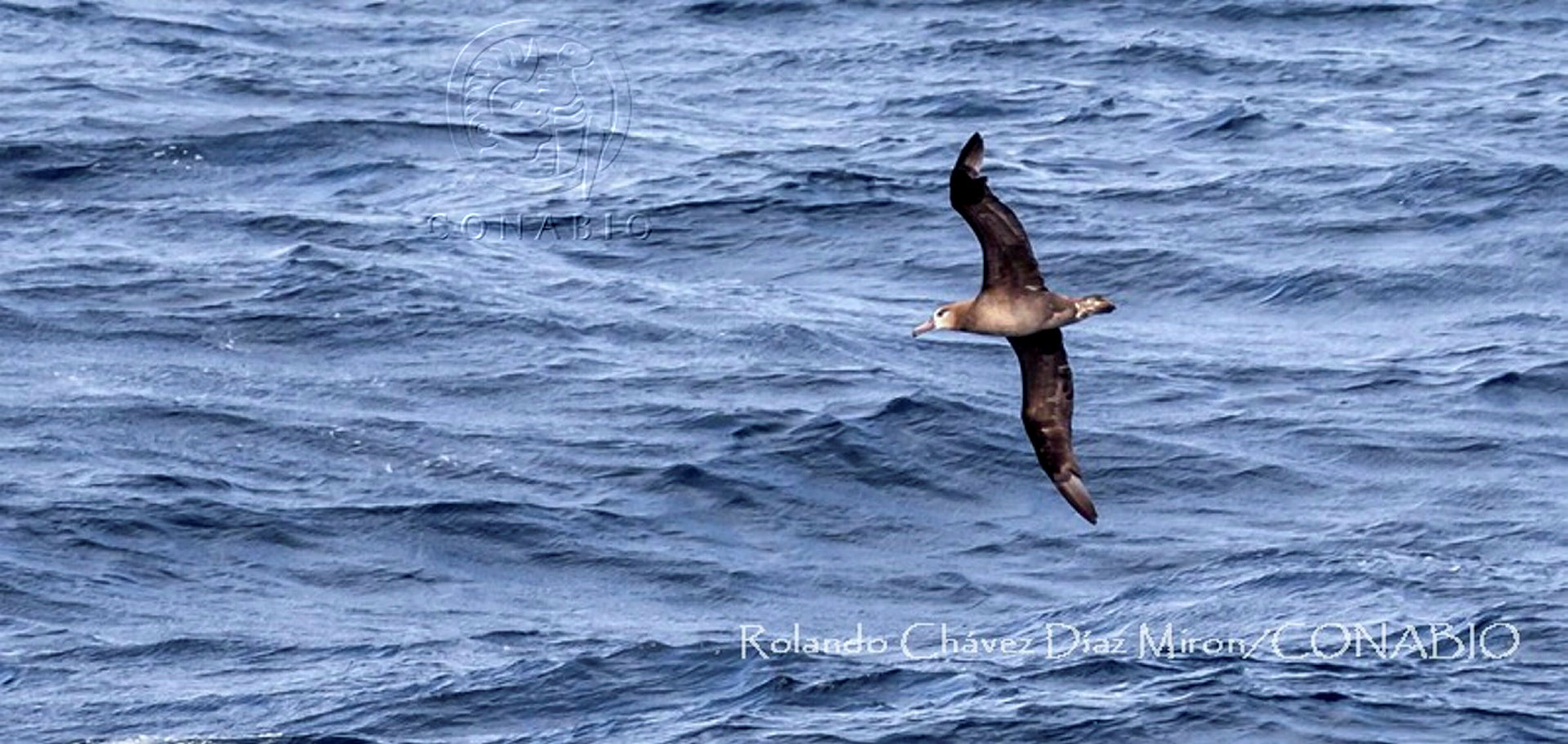 Albatros de patas negras (<i>Phoebastria nigripes</i>). Fotografía de Rolando Chávez Díaz Mirón, 2019. Banco de imágenes de la Conabio. <br><br><a href='https://memoricamexico.gob.mx/swb/memorica/Cedula?oId=bcOLp5YBsCEMZ7JP-aXc' target='_blank' class='btm-ObjetoDigital'>Recurso digital</a>